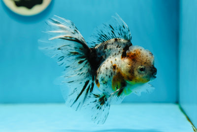 A Grade Chonky Calico Oranda Female 5-5.5 inches #0721OR_16