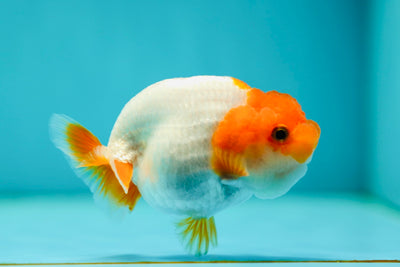 Amazing Wen Young Lionchu Male 3.2 inches #0519LC_03