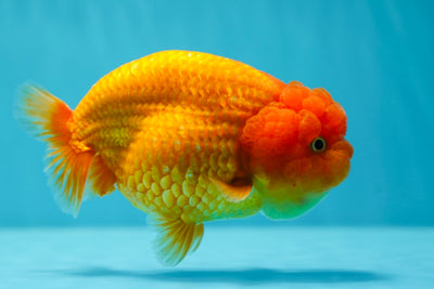 AAA Grade LionQueen 5-5.5 inches #0609LC_14