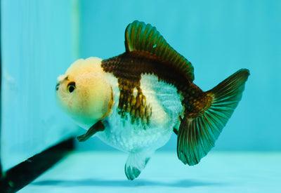 Panda Yuanbao Female 4 inches #0428YB_08