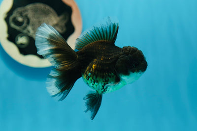 Kirin Oranda femelle de qualité A 3,5 pouces #0721OR_26