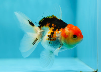 Tricolor Oranda Female 4-4.5inches #0616_02