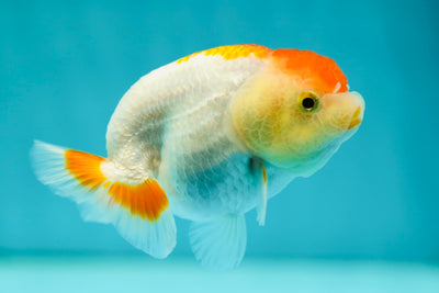 Lionchu Female 3-3.5 inches #0526LC_36