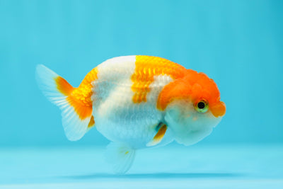 Lionchu Female 3.5 inches #0602LC_07