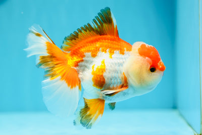 A Grade Pompoms Red White Oranda Male 4.5-5 inches #0629OR_12