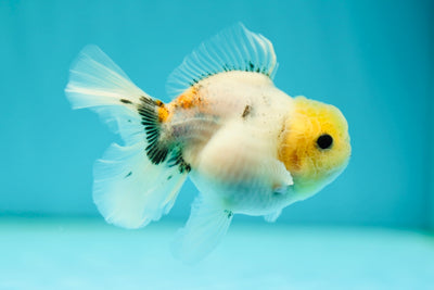 Lemonhead Oranda Female 3.5 inches #0526OR_18