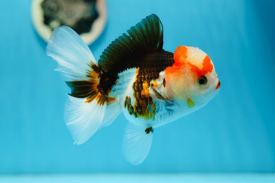 AAA Grade Tricolor Female 4.5-5 inches #0727OR_08