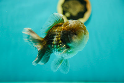 Kirin Oranda mâle de qualité A 4,5 pouces #0428OR_22