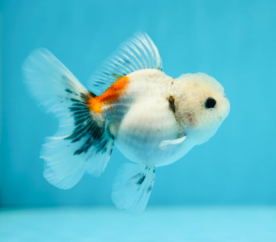 Granite Oranda Female 3.5 inches #0629OR_11