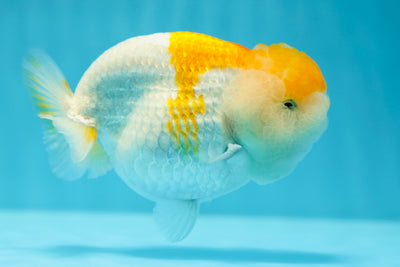 Show Grade Mac & Cheese LionQueen 4.5 inches #0623LC_21