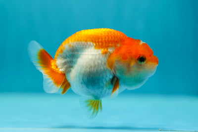 Lionchu Male 3-3.5 inches #0602LC_11