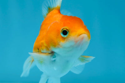 Sakura Oranda Femelle 3-3,5 pouces #0728OR_28