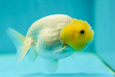 Lemonhead Lionchu Male 3-3.5 inches #0512LC_13