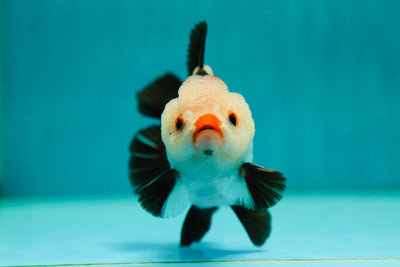 Mâle Yuanbao tricolore de catégorie A 4-4,5 pouces #0505YB_10