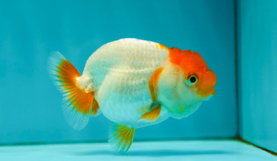 Lionchu Female 3-3.5 inches #0526LC_32