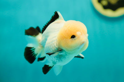 A Grade Panda Yuanbao Male 4-4.5 inches #0428YB_06