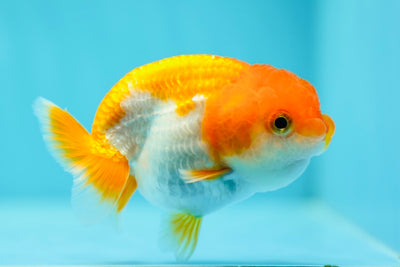 Lionchu Female 3-3.5 inches #0602LC_04