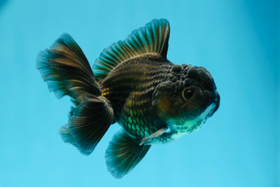 Black Oranda Male 3.5 inches #0629OR_15