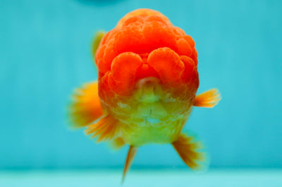 Show Grade Super Red LionKing 5.5 inches #0512LC_32