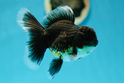 Kirin Oranda Mâle 4 pouces #0609OR_21