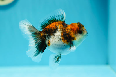 Calico Oranda Female 4 inches #0616_22