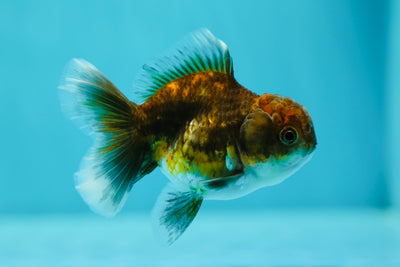 Dark Tiger Oranda Female 3-3.5 inches #0602OR_31