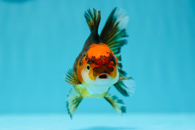 Tricolor Oranda Female 4 inches #0623OR_07