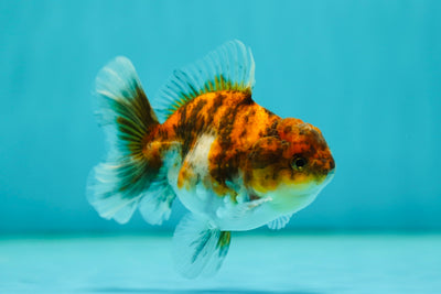 Tigre Oranda Mâle 3,5-4 pouces #0526OR_02