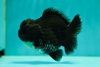 A Grade Dark Kirin Yuanbao Male 4 inches #0428YB_04