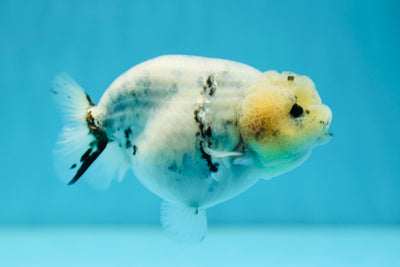 Vache à tête de citron de qualité A, base bleue, LionQueen, 4 pouces #0721LC_17