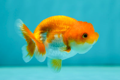 Lionchu Male 3-3.5 inches #0526LC_26