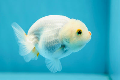 Snow White Lionchu Female 3-3.5 inches #0629LC_30