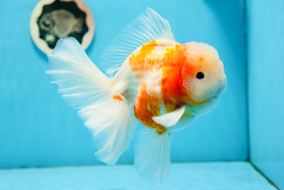 AAA Grade Godzilla Sakura Oranda Male 6.5 inches #0728OR_10