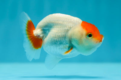 Lionchu Male 3.5 inches #0616LC_27