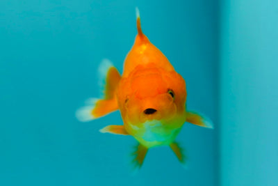 Sharkchu Male 3 inches #0512LC_16