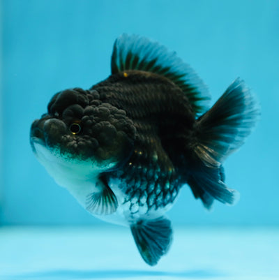 Kirin Yuanbao mâle bleu de qualité AAA 3,5 pouces #0721YB_07