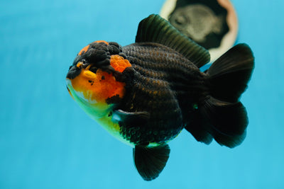 AAA Grade Lava Head Yuanbao Male 5-5.5 inches #0707YB_04