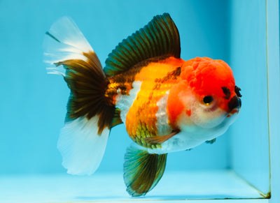 AAA Grade Super Moustache Tricolor Oranda Female 5 inches #0629OR_07