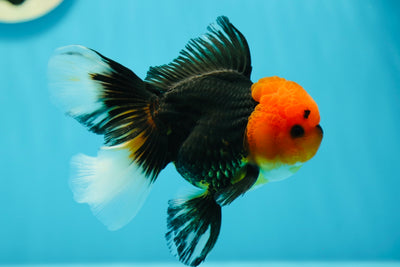 AAA Grade Red Head Tricolor Oranda Male 5 inches #0616_05