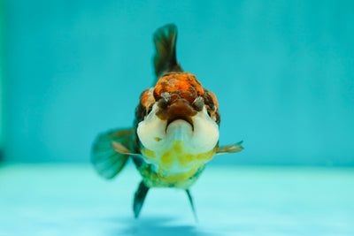 Tricolor Yuanbao Female 4 inches #0428YB_17