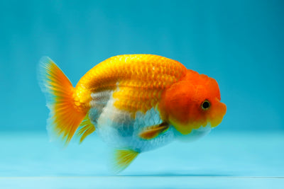 Lionchu Female 3.5 inches #0602LC_19