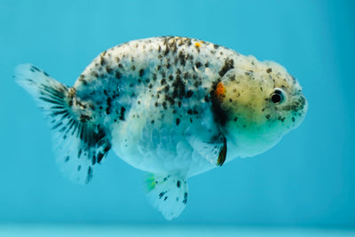 Lionchu femelle Cookies n' Cream de catégorie A de 4 à 4,5 pouces #0714LC_14