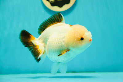 Pompons tricolores de catégorie A Yuanbao femelle 5,5 pouces #0505YB_06