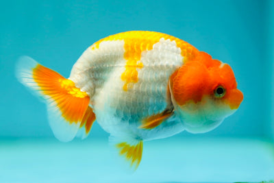 Lionchu Male 3.5 inches #0512LC_20