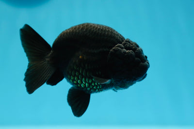 A Grade Lionking 4 inches #0629LC_26