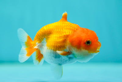 Sharkchu hembra 3-3,2 pulgadas #0512LC_03