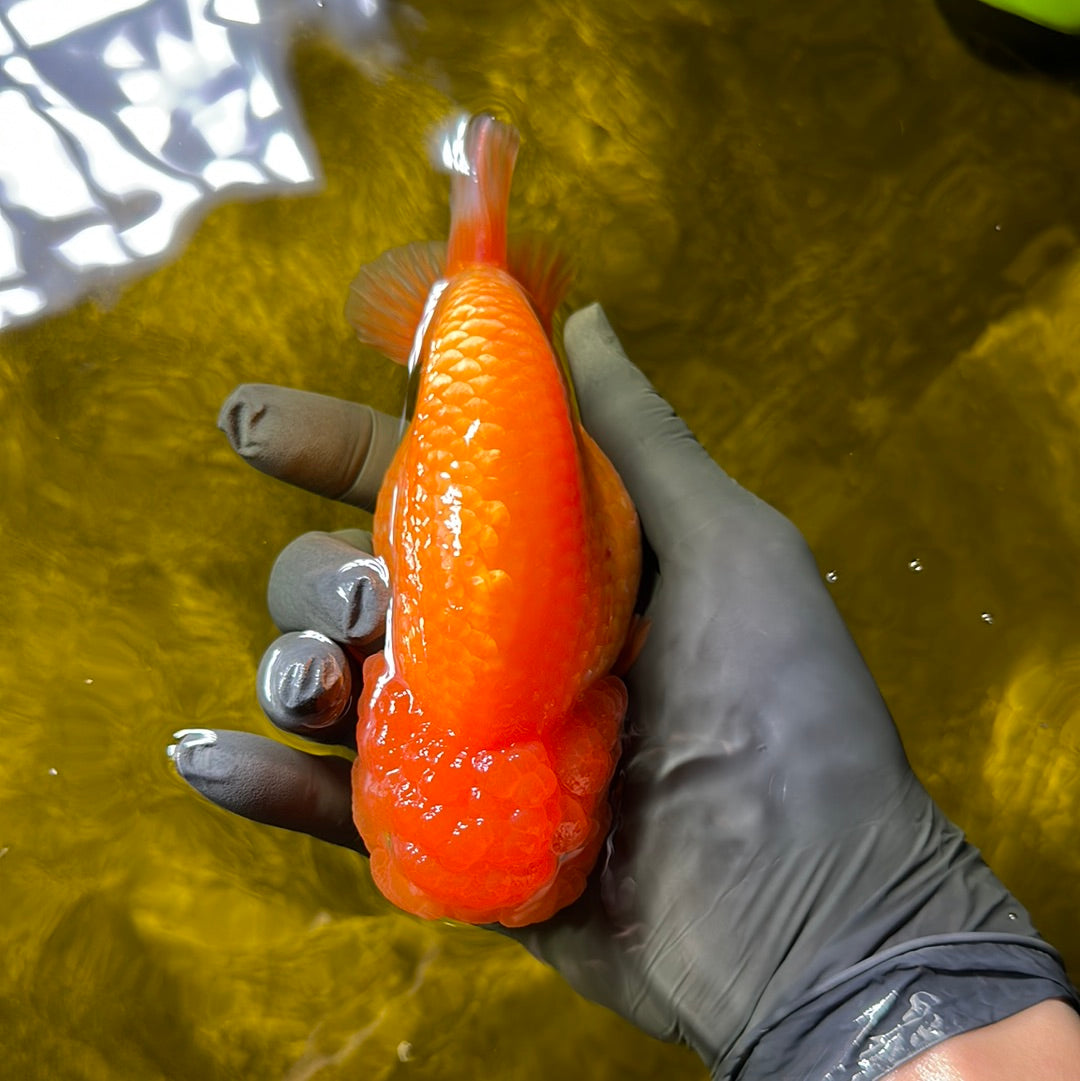 AAA Grade LionQueen 5-5.5 inches #0609LC_14