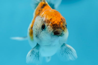 Calico Oranda Mâle 3-3,5 pouces #0728OR_24