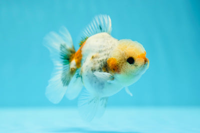 Calico Oranda Male 3.5-4 inches #0616_23