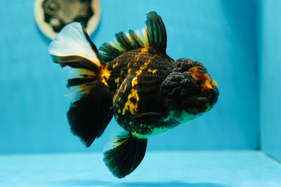 AAA Grade Tiger Oranda Female 6-6.5 inches #0623OR_02